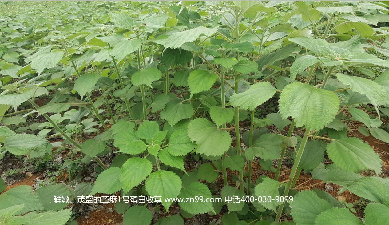 苧麻1號蛋白牧草——高蛋白高氨基酸藥草兼用，四季多年生超高產(chǎn)牧草