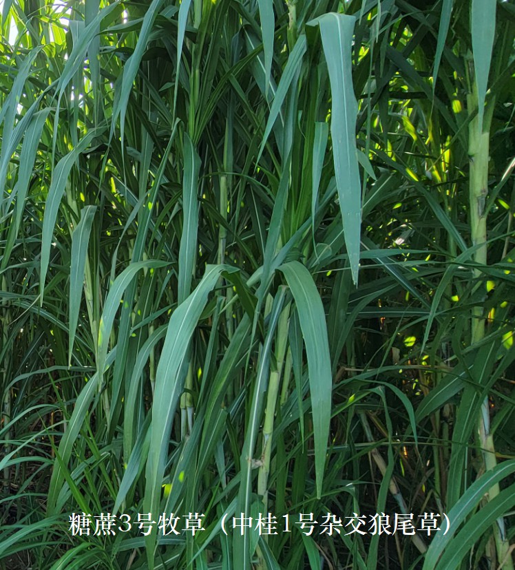 糖蔗3號牧草（中桂1號雜交狼尾草），禾本科多年生高產(chǎn)、高碳水化合物（高糖）新品種