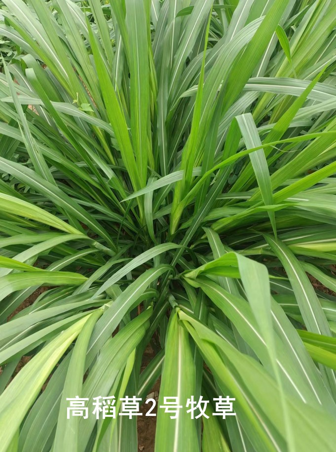 高稻草2號牧草，高粱與水稻雜交的新一代牧草品種，多年生營養(yǎng)高適口性好，各種優(yōu)勢可能吊打傳統(tǒng)牧草