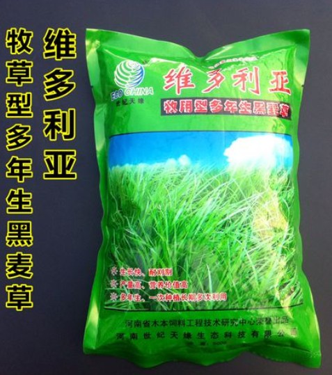 維多利亞多年生黑麥草---優(yōu)質(zhì)飼草、公園、庭園及小型綠地、高速護(hù)坡、河道護(hù)坡牧草