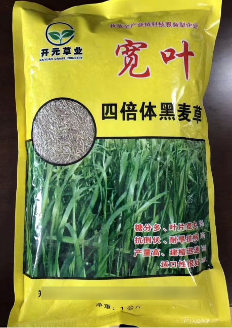 寬葉一年生四倍體黑麥草--耐低溫生長(zhǎng)，秋冬非常優(yōu)質(zhì)的牧草