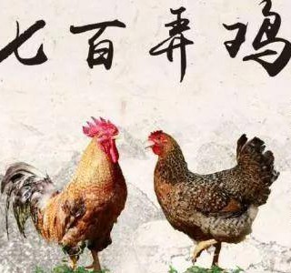 七百弄雞——一吃難忘的優(yōu)質(zhì)肉雞品種，廣西壯族自治區(qū)河池市大化縣特產(chǎn)，全國農(nóng)產(chǎn)品地理標(biāo)志