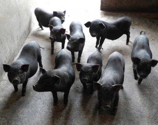 環(huán)江香豬——環(huán)江毛南族自治縣特產(chǎn)，宴席上的珍饈，以其獨(dú)特的鮮香風(fēng)味而飲譽(yù)大江南北，名揚(yáng)五湖四海