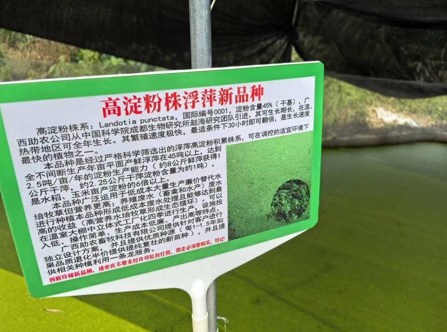 飼料型浮萍新品種：高淀粉株系（紫萍）：Landotia punctata，國(guó)際編號(hào)0001，淀粉含量最高可達(dá)45%