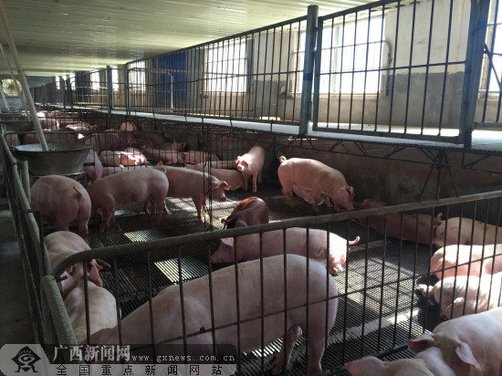 【玉林環(huán)保行】益生菌+高架床同用 生態(tài)養(yǎng)殖新升級(jí)