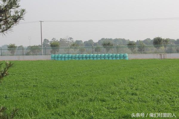 肉牛飼養(yǎng)青貯牧草技術——拉伸膜青貯