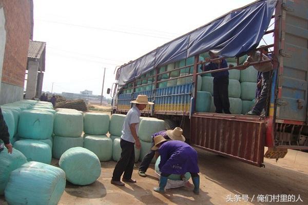 肉牛飼養(yǎng)青貯牧草技術——拉伸膜青貯