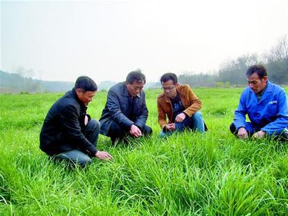 種牧草只為發(fā)羊財，高