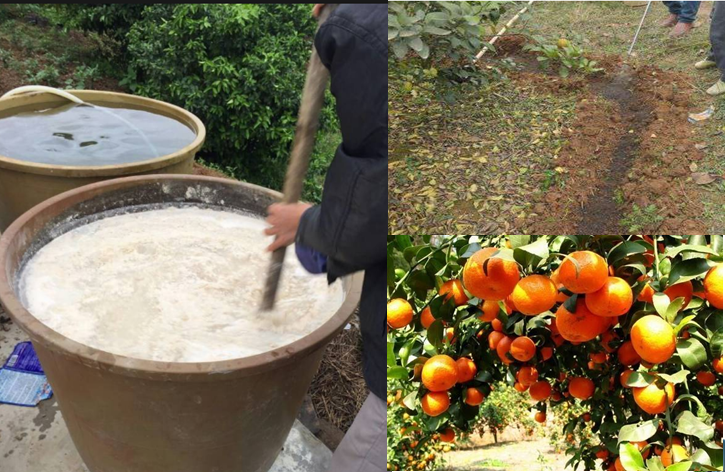 高級(jí)果蔬水肥快速發(fā)酵劑，水肥專業(yè)發(fā)酵劑，砂糖桔等高級(jí)水果專業(yè)快速肥料發(fā)酵劑