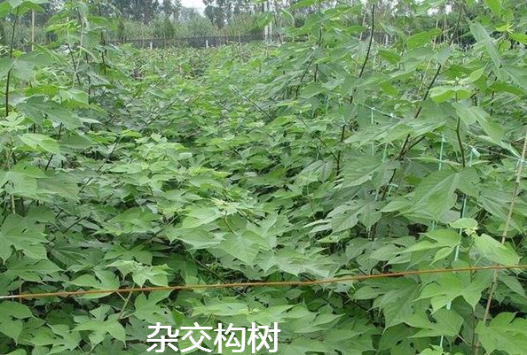 雜交構(gòu)樹(shù).png