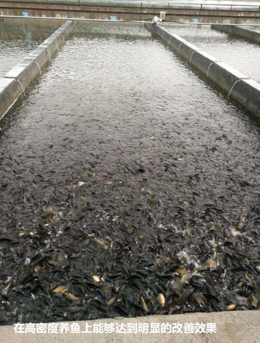 在高密度養(yǎng)魚上能夠達(dá)到明顯的改善效果.jpg