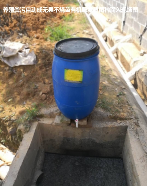 滴入發(fā)酵糞污現(xiàn)場(chǎng)1.jpg