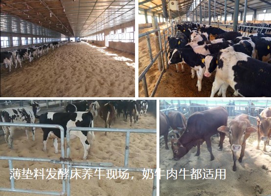 薄墊料發(fā)酵床養(yǎng)?，F(xiàn)場(chǎng)，奶牛肉牛都適用.jpg