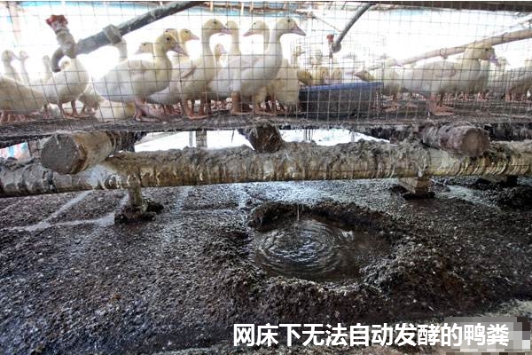 無法自動(dòng)發(fā)酵的鴨糞.jpg
