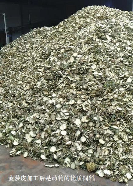 菠蘿皮加工后是動物的優(yōu)質(zhì)飼料1.jpg