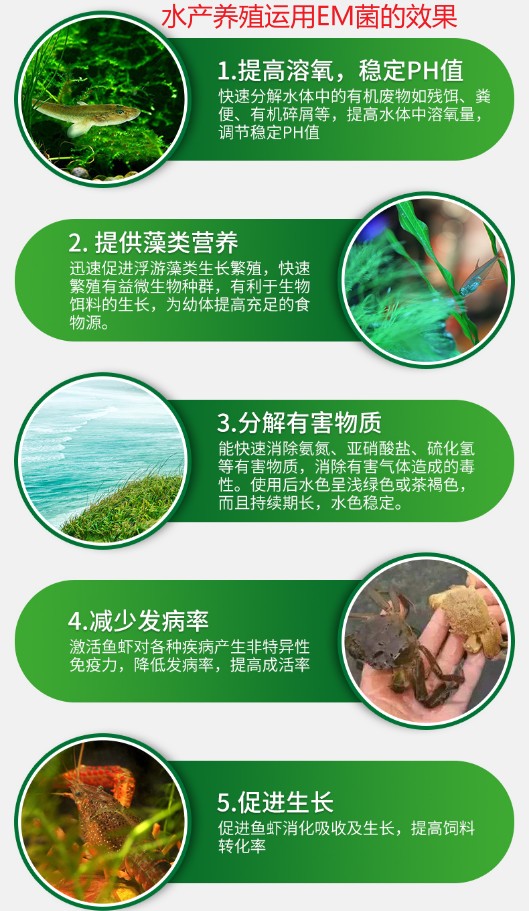 水產(chǎn)養(yǎng)殖運(yùn)用EM菌的效果.jpg