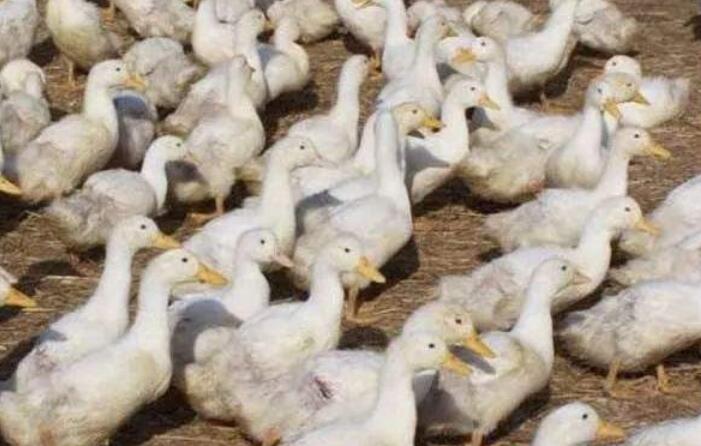 怎樣預(yù)防和降低肉鴨熱應(yīng)激反應(yīng)