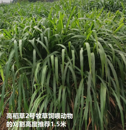 高稻草2號(hào)牧草飼喂動(dòng)物刈割高度推薦1.5米.jpg