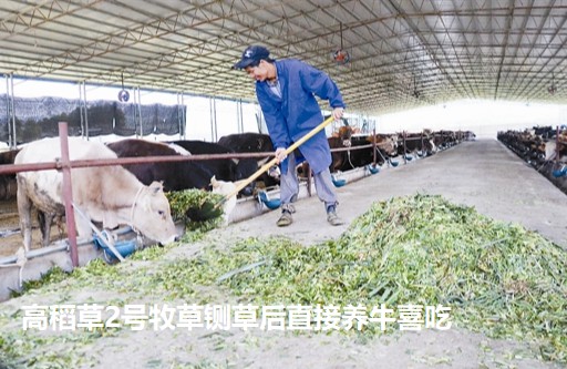 高稻草2號(hào)牧草鍘草后直接養(yǎng)牛喜吃.jpg