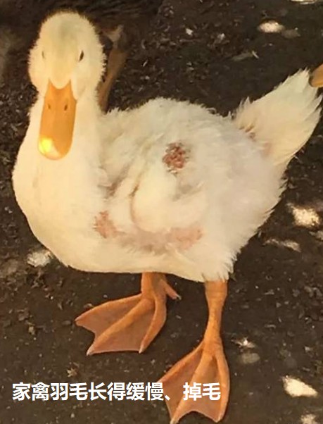 家禽羽毛長(zhǎng)得緩慢、掉毛.jpg
