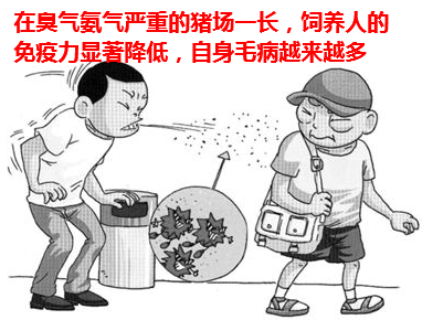 氨氣對豬的危害4.png