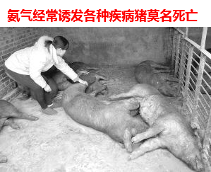 氨氣對豬的危害3.png