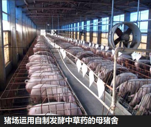 豬場(chǎng)運(yùn)用自制發(fā)酵中草藥的母豬舍.jpg