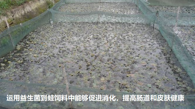運(yùn)用益生菌到蛙飼料中能夠促進(jìn)消化，提高腸道和皮膚健康.jpg