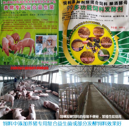 飼料中添加養(yǎng)豬專用復合益生菌或部分發(fā)酵飼料效果好.jpg
