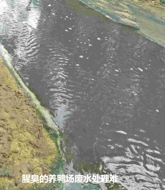 腥臭的養(yǎng)鴨場(chǎng)廢水處理難.jpg