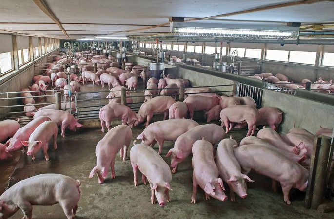規(guī)模養(yǎng)豬場.jpg