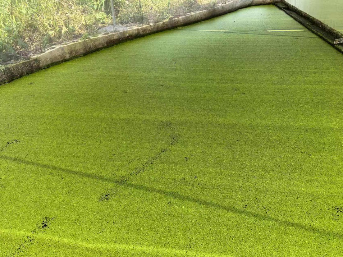 高淀粉株系：Landotia punctata，國際編號(hào)0001，淀粉含量45%2.jpg