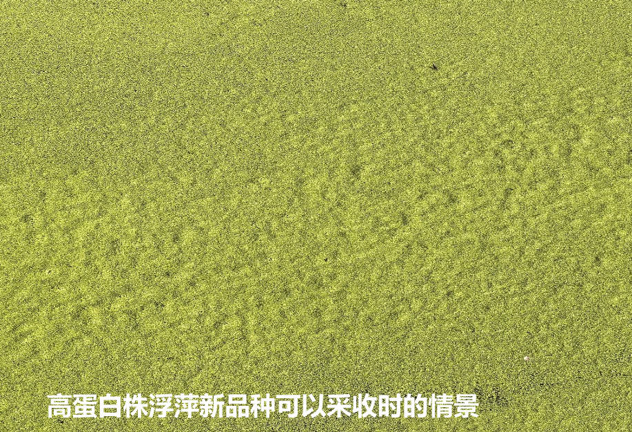 高蛋白株浮萍新品種可以采收時(shí)的情景.jpg