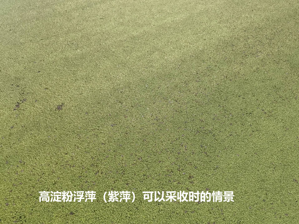 高淀粉浮萍（紫萍）可以采收時(shí)的情景.jpg