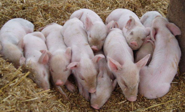 提高母豬受胎率及產(chǎn)仔數(shù)的技術-圖片版權歸惠農(nóng)網(wǎng)所有