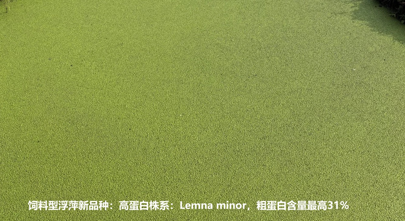 飼料型浮萍新品種：高蛋白株系：Lemna minor，國際編號(hào)7868，粗蛋白含量最高31%.jpg