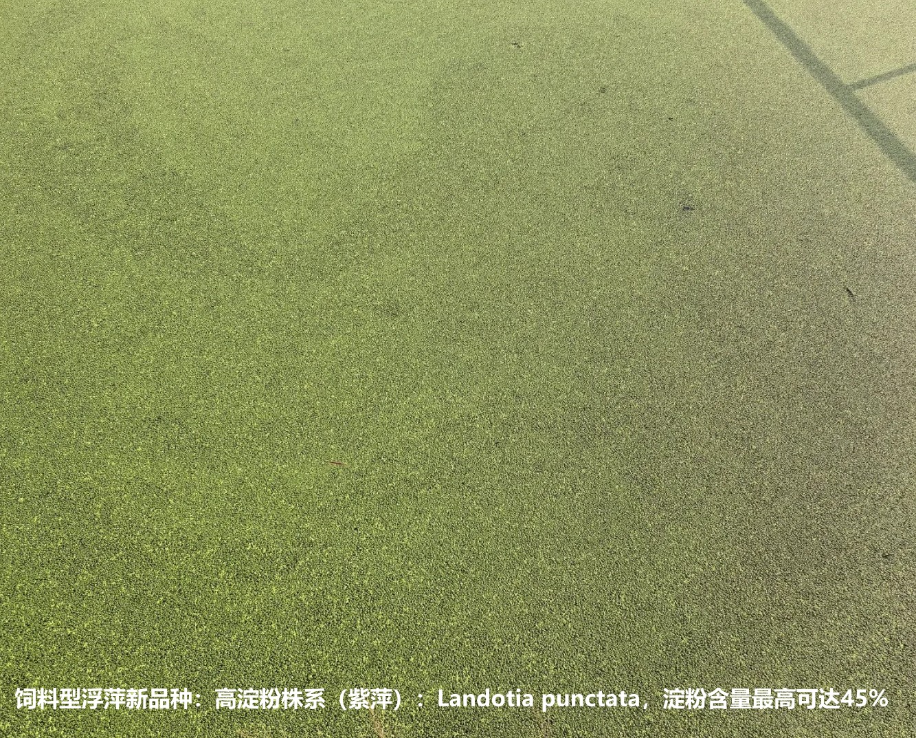 飼料型浮萍新品種：高淀粉株系（紫萍）：Landotia punctata，國際編號(hào)0001，淀粉含量最高可達(dá)45%.jpg