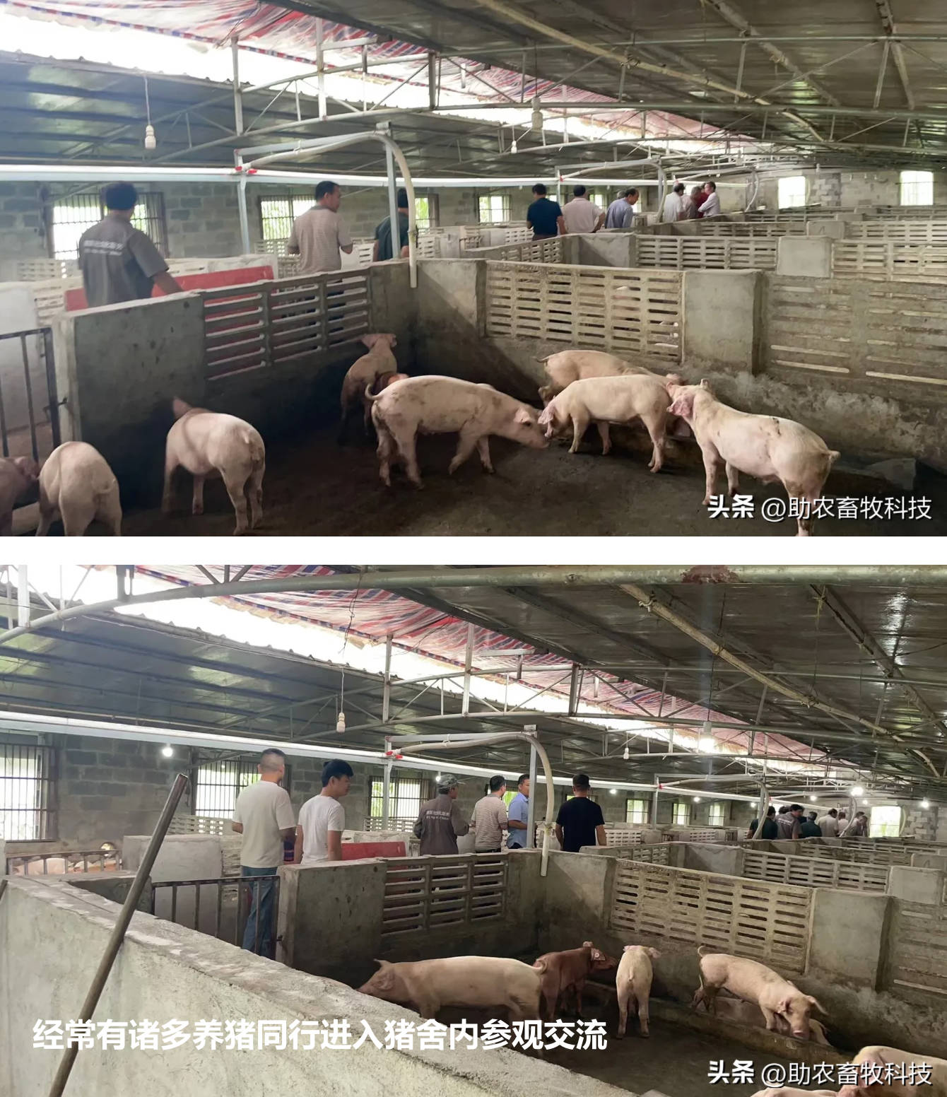 經(jīng)常有諸多養(yǎng)豬同行進入豬舍內(nèi)參觀交流.jpg