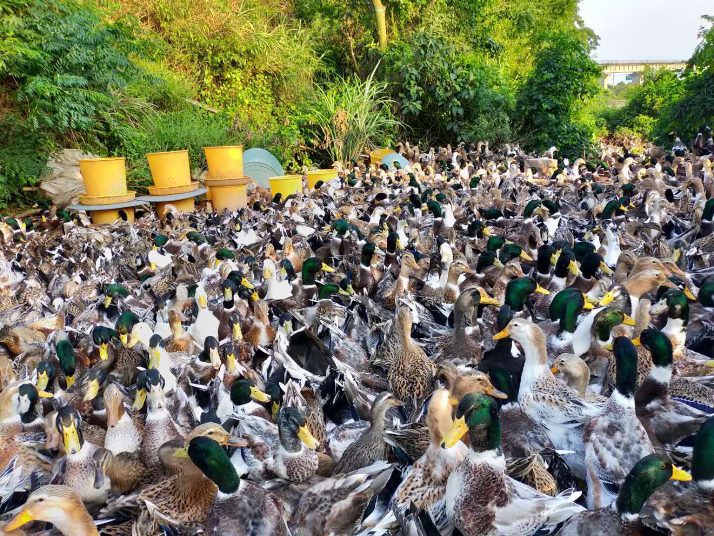采用部分發(fā)酵飼料高密度養(yǎng)鴨現(xiàn)場2.jpg