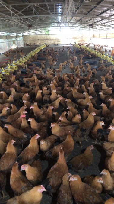 薄墊料發(fā)酵床養(yǎng)雞.jpg