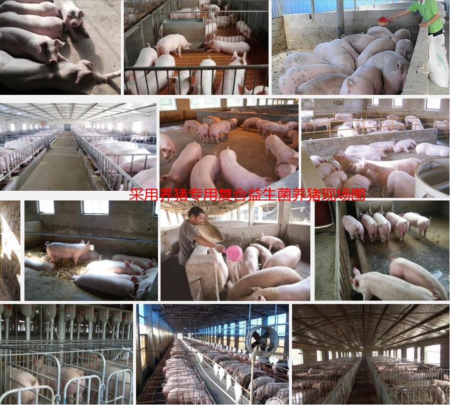 采用養(yǎng)豬專用復(fù)合益生菌養(yǎng)豬現(xiàn)場(chǎng)圖2.jpg