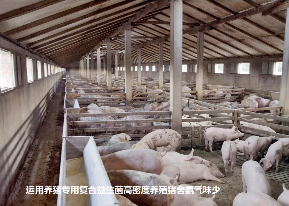 運用養(yǎng)豬專用復(fù)合益生菌高密度養(yǎng)殖豬舍氨氣味少.jpg