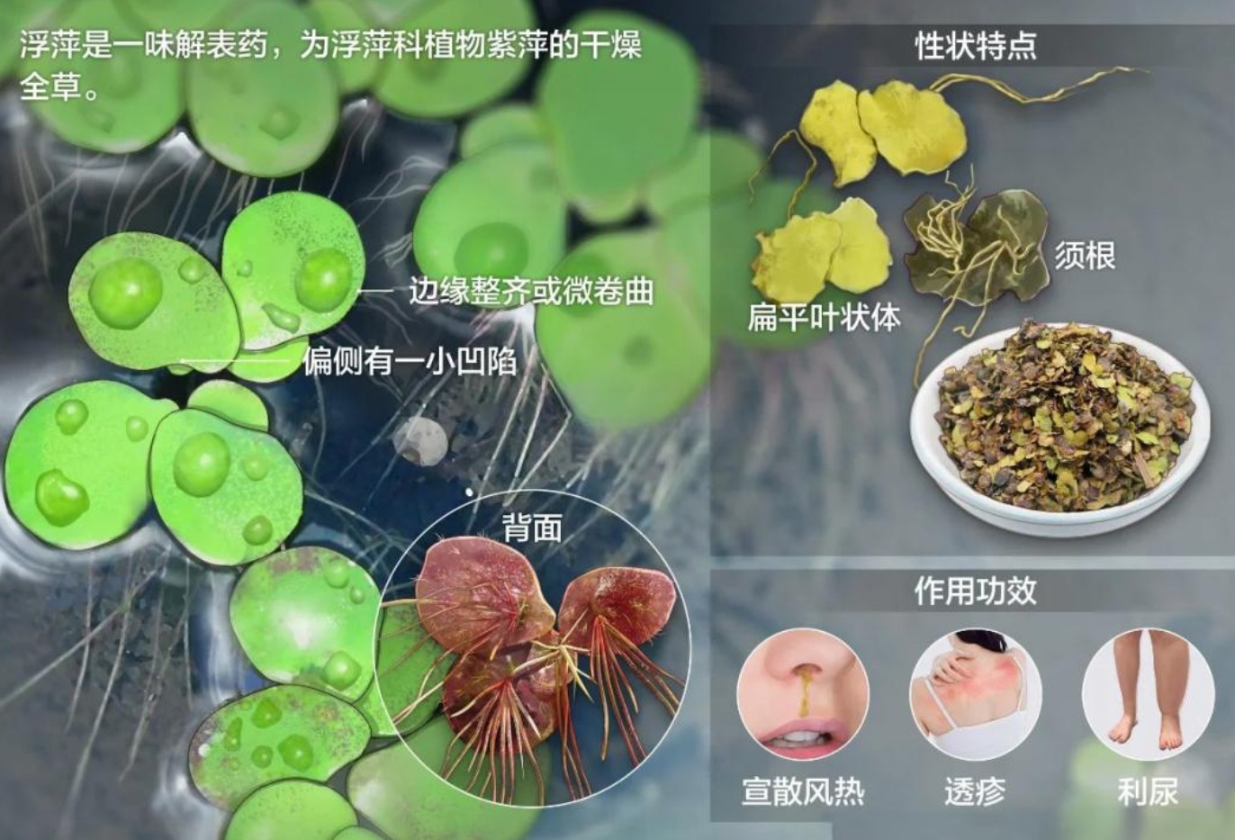 浮萍的藥用價(jià)值1.jpg
