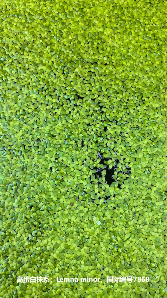 高蛋白株系：Lemna minor，國際編號(hào)7868.jpg