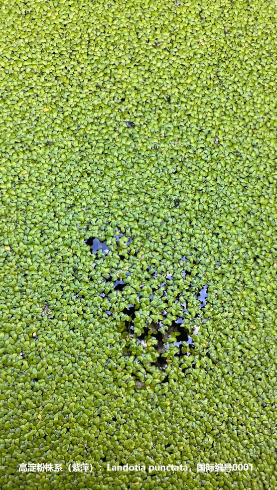 高淀粉株系（紫萍）：Landotia punctata，國際編號(hào)0001.jpg