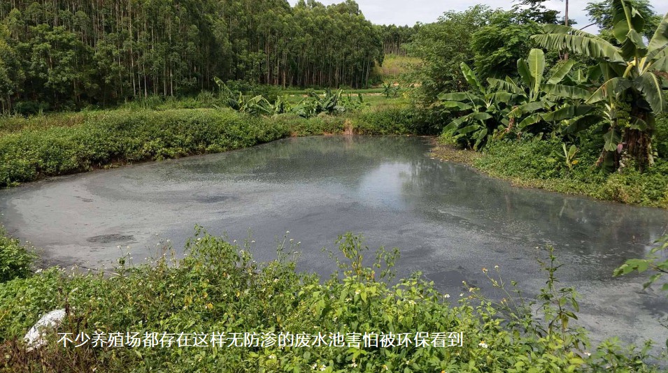 不少養(yǎng)殖場都存在這樣無防滲的廢水池害怕被環(huán)?？吹?jpg