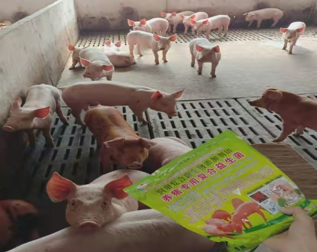 養(yǎng)豬專用復合益生菌3.jpg