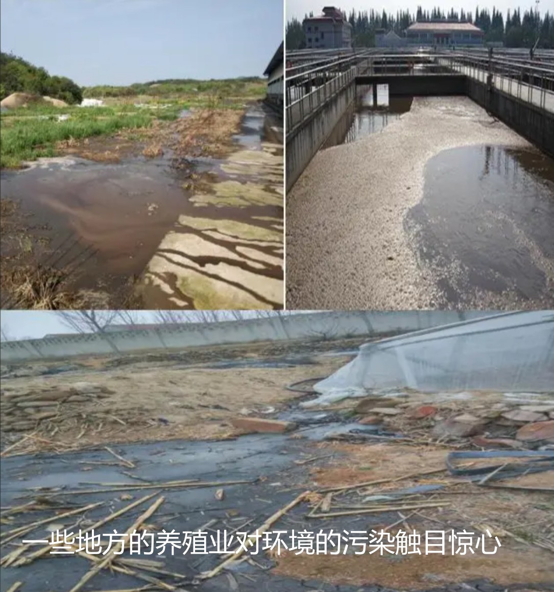 一些地方的養(yǎng)殖業(yè)對環(huán)境的污染觸目驚心.jpg