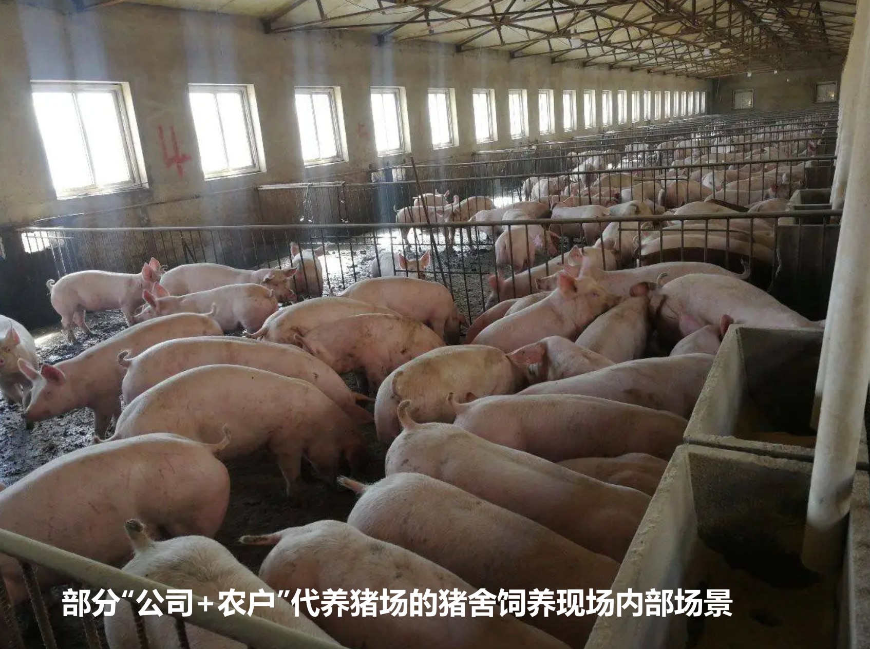 部分“公司+農(nóng)戶”代養(yǎng)豬場(chǎng)的豬舍飼養(yǎng)現(xiàn)場(chǎng)內(nèi)部場(chǎng)景.jpg