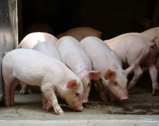 豬陰虛肝旺癥的治療-圖片版權(quán)歸惠農(nóng)網(wǎng)所有